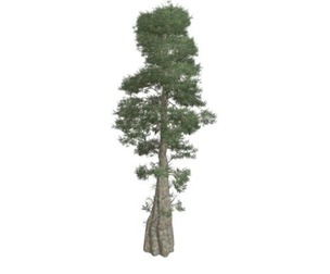 Bald Cypress Tree #10