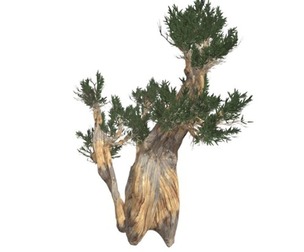 Bristlecone Pine Tree #01