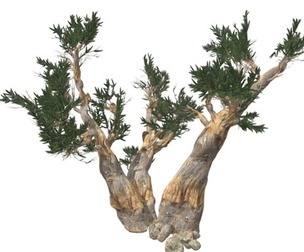 Bristlecone Pine Tree #02