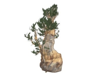 Bristlecone Pine Tree #03