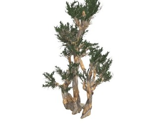 Bristlecone Pine Tree #04