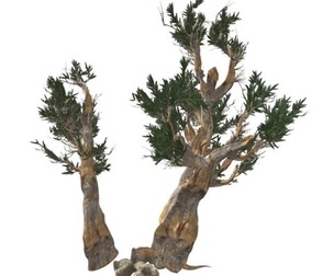 Bristlecone Pine Tree #05