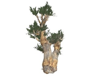 Bristlecone Pine Tree #06