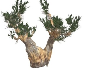 Bristlecone Pine Tree #07