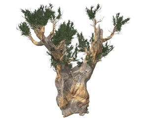 Bristlecone Pine Tree #08