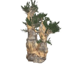 Bristlecone Pine Tree #09