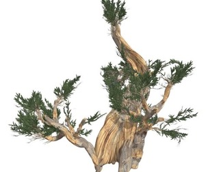 Bristlecone Pine Tree #10