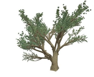 Cedar of Lebanon Tree #01