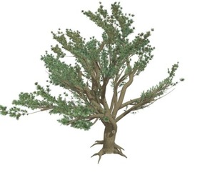 Cedar of Lebanon Tree #02