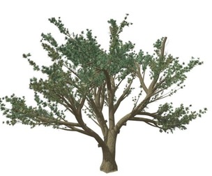 Cedar of Lebanon Tree #03