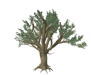Cedar of Lebanon Tree #04