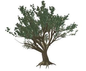 Cedar of Lebanon Tree #05