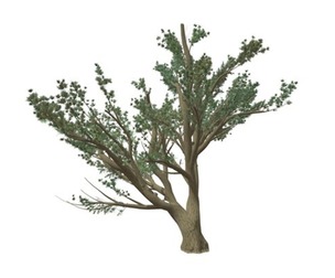 Cedar of Lebanon Tree #06