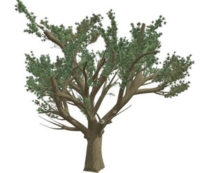 Cedar of Lebanon Tree #07
