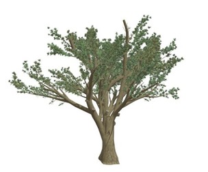 Cedar of Lebanon Tree #08