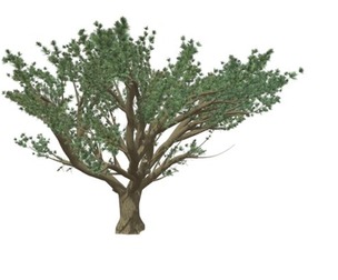 Cedar of Lebanon Tree #09