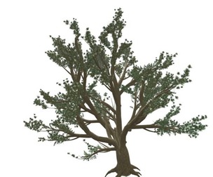 Cedar of Lebanon Tree #10