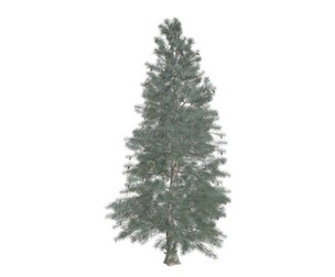 Colorado Blue Spruce Tree #01