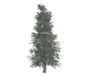 Colorado Blue Spruce Tree #02