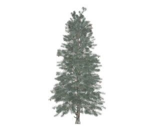 Colorado Blue Spruce Tree #03
