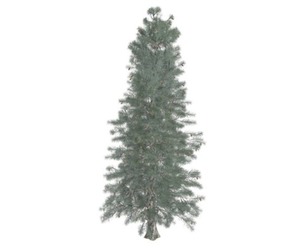 Colorado Blue Spruce Tree #04