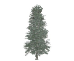 Colorado Blue Spruce Tree #05