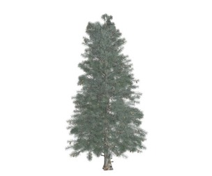 Colorado Blue Spruce Tree #06