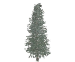 Colorado Blue Spruce Tree #07