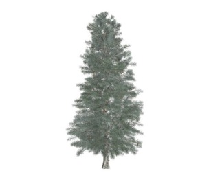 Colorado Blue Spruce Tree #08