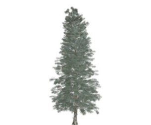 Colorado Blue Spruce Tree #09