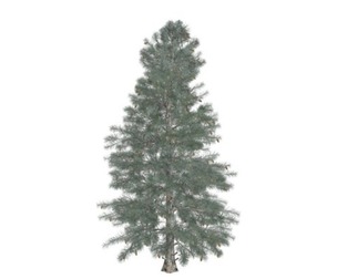 Colorado Blue Spruce Tree #10
