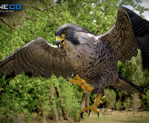 3D Animated Falcon