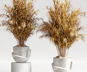 Indoor Plant Set - Dry Plants