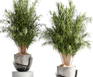 houseplants-indoor