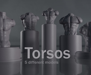 Basic torso models