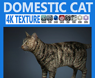 Domestic Cat