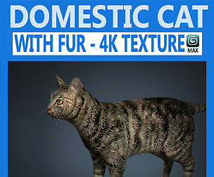 Domestic Cat with Fur
