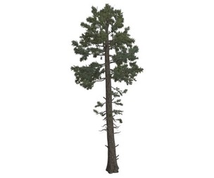 Douglas Fir Tree #01