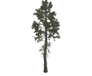 Douglas Fir Tree #02