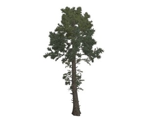 Douglas Fir Tree #03