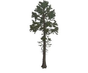 Douglas Fir Tree #04
