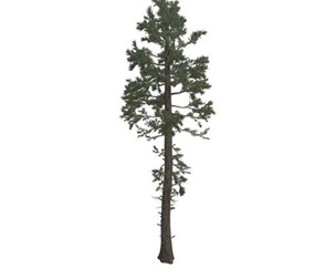 Douglas Fir Tree #05
