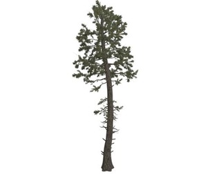 Douglas Fir Tree #06