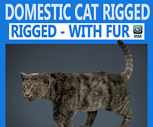 Rigged Domestic Cat
