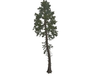 Douglas Fir Tree #07
