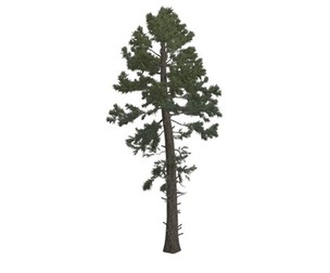 Douglas Fir Tree #08