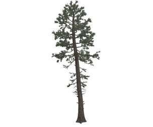 Douglas Fir Tree #09