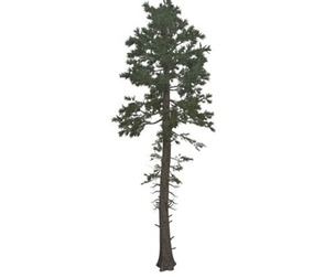 Douglas Fir Tree #10