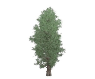 Eastern Red Cedar Tree #01