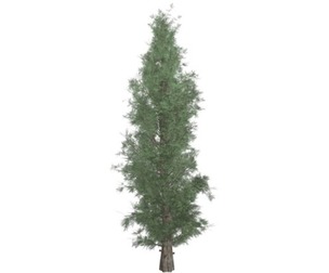 Eastern Red Cedar Tree #02
